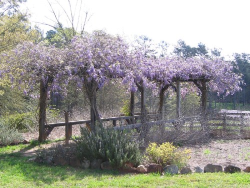 A wooden pergola covered in blooming purple wisteria, surrounded by greenery and a rustic fence in a sunny landscape.