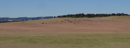 A wide, open landscape with a dry, grassy field and a herd of cattle grazing on a distant hill under a clear blue sky.