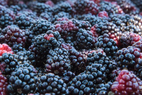 A close-up of a pile of ripe blackberries, showcasing their shiny, dark purple-black color and textured surface.
