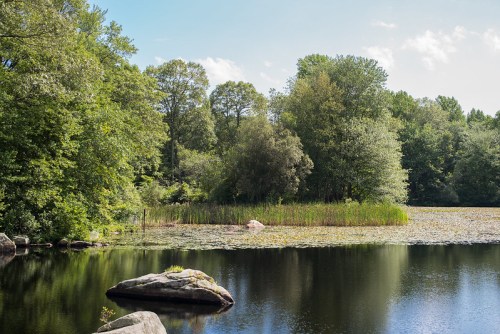 A serene lake surrounded by lush greenery and trees, with rocks and lily pads visible on the water's surface.