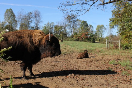 A bison stands in a grassy field, with another bison resting nearby under a clear blue sky.