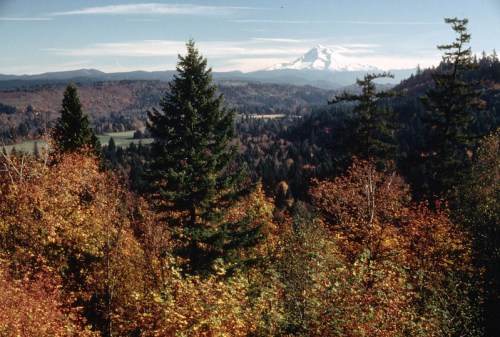 A scenic view of autumn foliage with evergreen trees and a snow-capped mountain in the background under a clear blue sky.