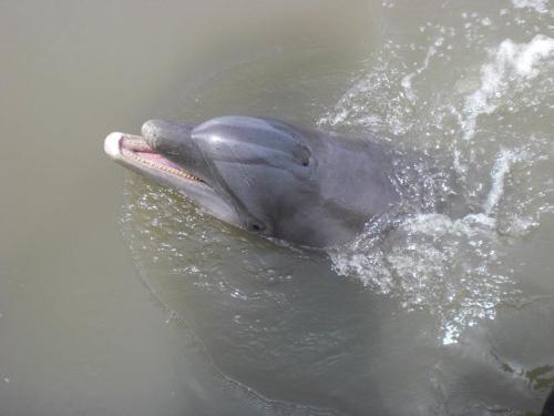 A dolphin surfaces in murky water, its mouth slightly open, creating ripples around it.