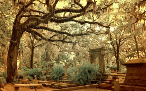 A serene cemetery scene with moss-covered trees, lush ferns, and weathered gravestones under a warm, golden light.