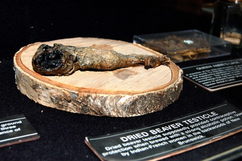 Dried beaver testicle displayed on a wooden slice, with informational plaques nearby.