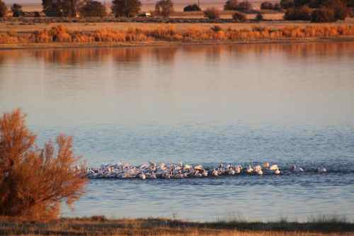 A flock of white birds swimming in a calm river, surrounded by autumn foliage and a serene landscape.