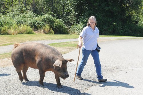 A person walks a pig on a gravel path, surrounded by greenery and trees in a sunny outdoor setting.