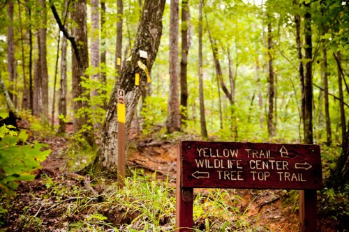 A wooden signpost in a lush forest, indicating directions for Yellow Trail, Wildlife Center, and Tree Top Trail.