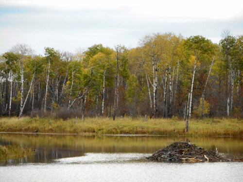 A serene wetland scene with a beaver lodge, surrounded by trees with autumn foliage and calm water.