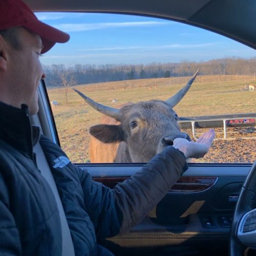 A person in a car reaches out to a curious cow outside the window in a rural setting.
