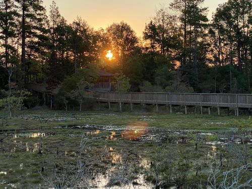 Sunset over a serene wetland, with a wooden walkway and trees reflecting in the water.
