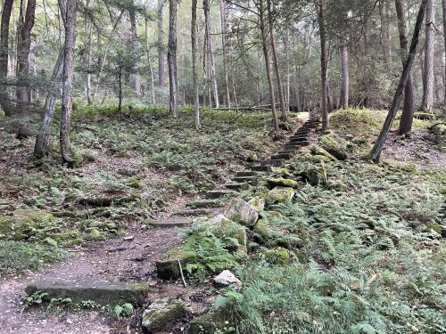 A serene forest scene with moss-covered stone steps leading up a hillside, surrounded by lush greenery and trees.