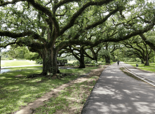 A scenic park path lined with large, leafy trees, creating a shaded walkway for visitors.