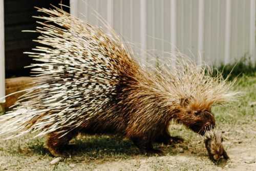 A porcupine with long quills walking on grass, showcasing its distinctive spiky fur.