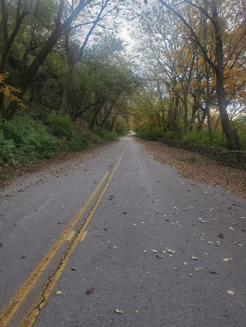 A quiet, tree-lined road covered in fallen leaves, with a hint of autumn colors and a cloudy sky above.