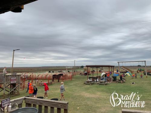 A cloudy day at a farm with children playing, animals in pens, and various outdoor structures in the background.