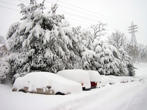 A snowy scene with cars buried under thick snow and trees heavily laden with snow, creating a winter wonderland.