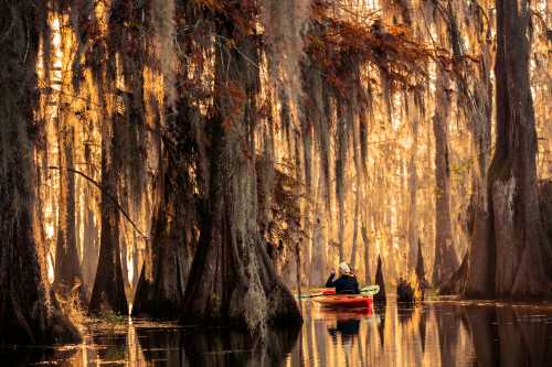 A person kayaking through a misty, sunlit cypress swamp, surrounded by hanging moss and tall trees.