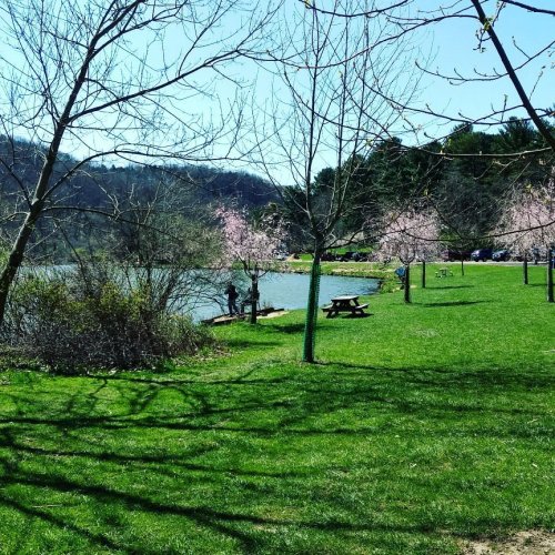 A serene park scene with a lake, blooming trees, and a person fishing near a picnic area on a sunny day.