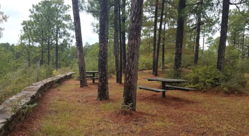 A serene picnic area with wooden tables surrounded by tall pine trees and a stone wall in a forested setting.