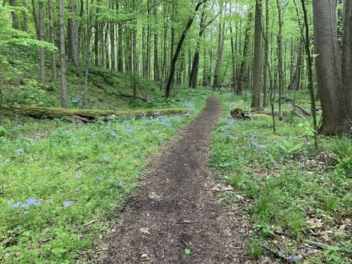 A winding dirt path through a lush green forest, lined with blooming blue flowers and tall trees.