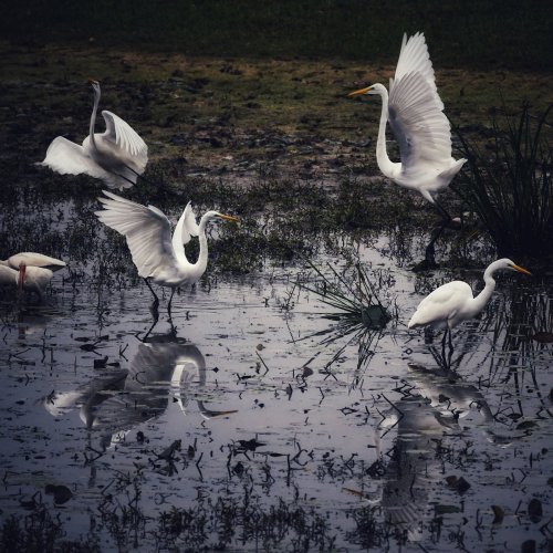 A group of elegant white egrets wading through a shallow, reflective wetland.