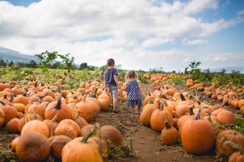 Two children walk hand in hand through a pumpkin patch, surrounded by large pumpkins under a cloudy sky.