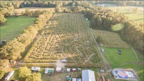 Aerial view of a large corn maze with intricate patterns, surrounded by trees and open fields.