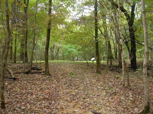 A serene forest path lined with trees and fallen leaves, leading into a lush green area in the distance.