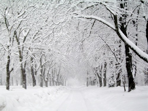 A snow-covered path lined with trees, creating a serene winter landscape. Snowflakes gently fall in the scene.