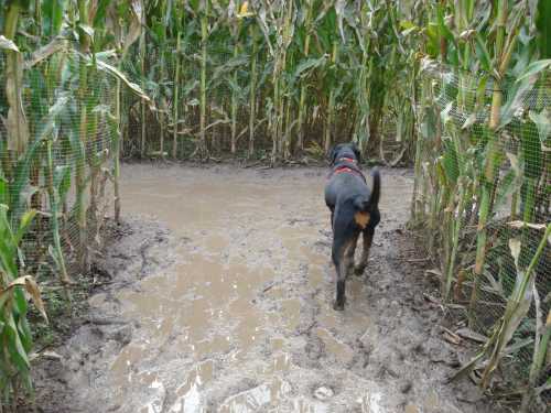 A dog walks through a muddy path in a cornfield, surrounded by tall corn plants on either side.