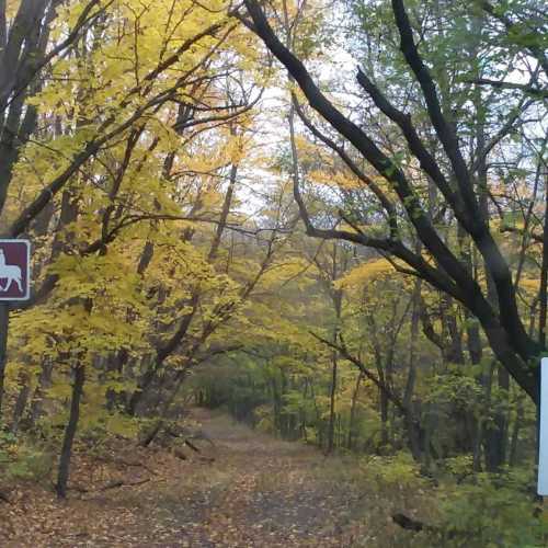 A wooded path lined with vibrant yellow autumn leaves, flanked by signs indicating trail directions.