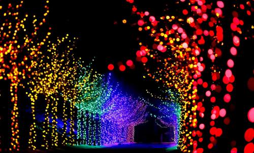 Colorful holiday lights illuminate trees in a dark setting, creating a festive and vibrant atmosphere.