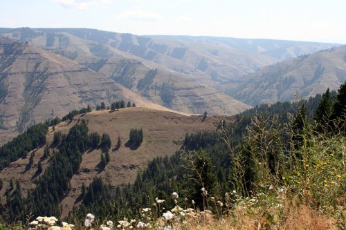 A panoramic view of rugged mountains and valleys, with scattered trees and wildflowers in the foreground.
