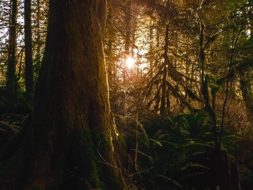 Sunlight filters through dense trees in a lush forest, illuminating the scene with a warm, golden glow.
