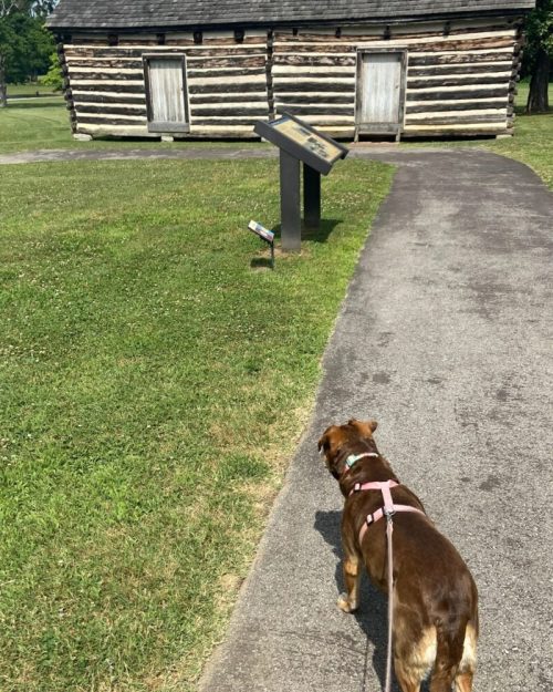 A dog on a leash walks along a path toward a log cabin and informational sign in a grassy area.