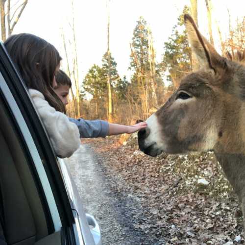 A child and an adult reach out to pet a donkey by the side of a dirt road in a wooded area.