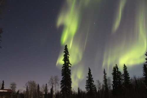 A night sky illuminated by vibrant green auroras above silhouetted trees. Stars twinkle in the background.