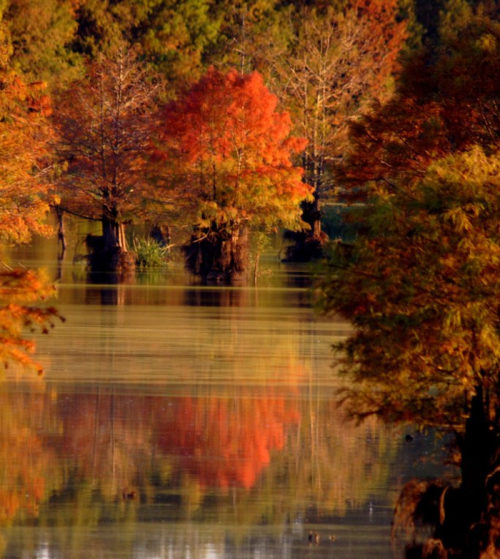 A serene lake surrounded by vibrant autumn trees reflecting in the water.