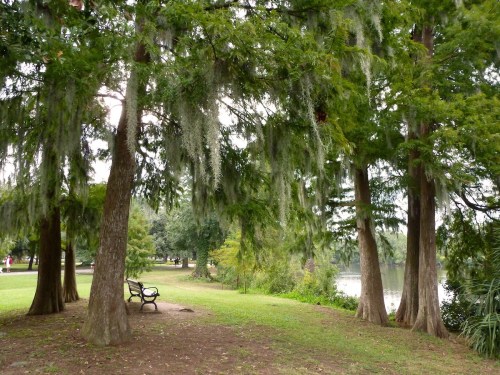 A serene park scene with tall trees draped in Spanish moss, a bench, and a view of a calm lake in the background.