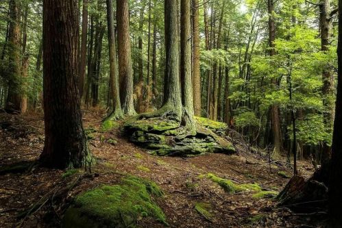 A serene forest scene with tall trees, lush greenery, and moss-covered rocks, illuminated by soft, dappled sunlight.