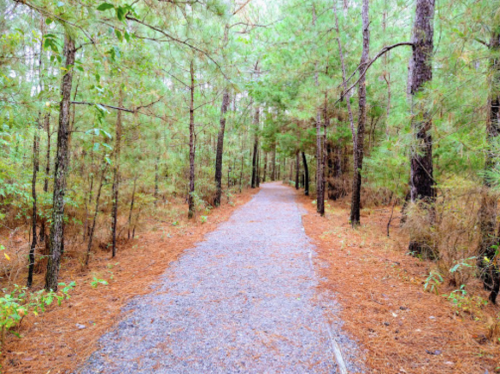 A gravel path winding through a forest of tall trees and fallen pine needles.