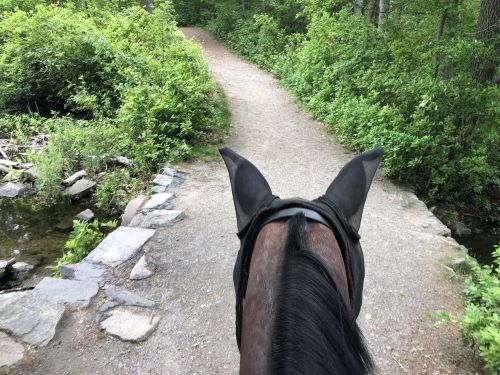 View from a horse's back, looking down a gravel path through lush greenery and a small stream.