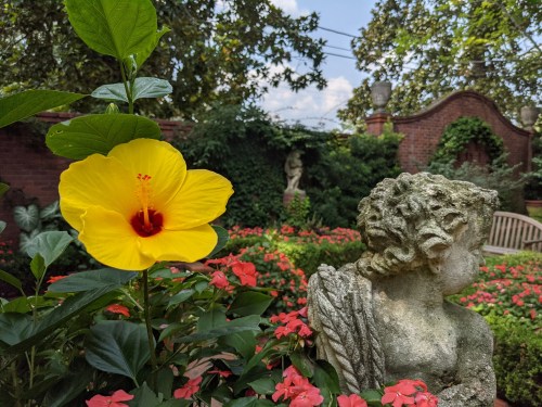 A vibrant yellow hibiscus flower in a garden, with a stone statue and colorful flowers in the background.