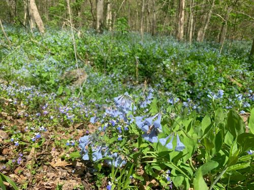 A lush forest scene filled with vibrant blue flowers and green foliage, creating a serene natural landscape.