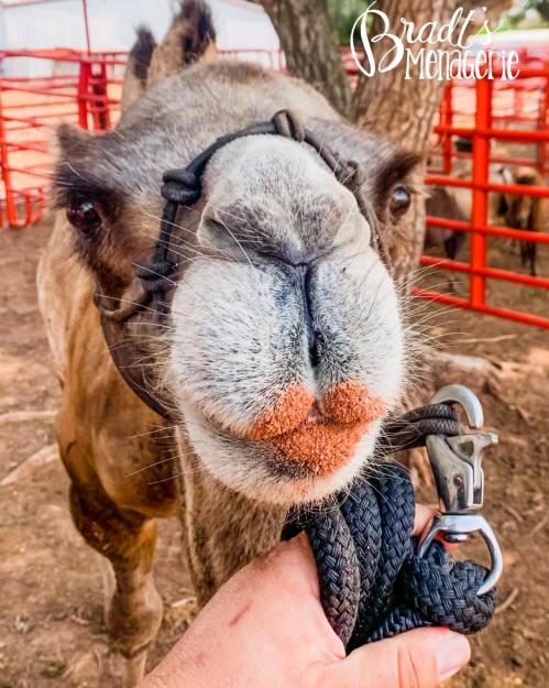 A close-up of a camel's face, with a person holding its lead rope, set against a farm background.