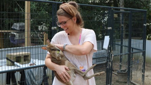 A smiling woman holds a small kangaroo in her arms, surrounded by a fenced area with animal enclosures.