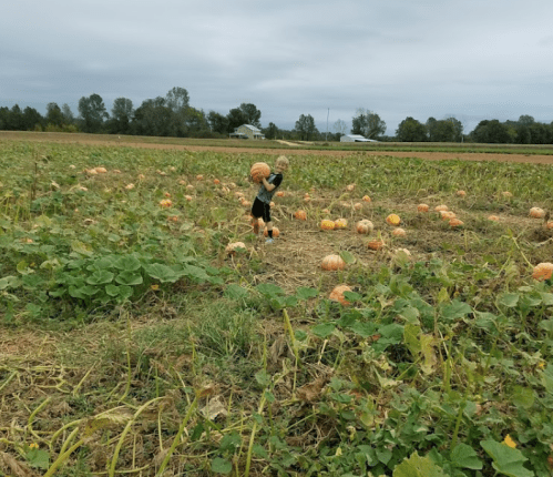 A child carries a pumpkin in a field filled with pumpkins under a cloudy sky.
