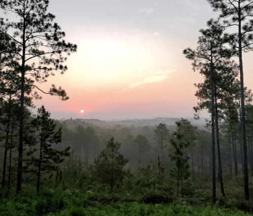 A serene landscape at sunset, with misty hills and tall pine trees silhouetted against a colorful sky.