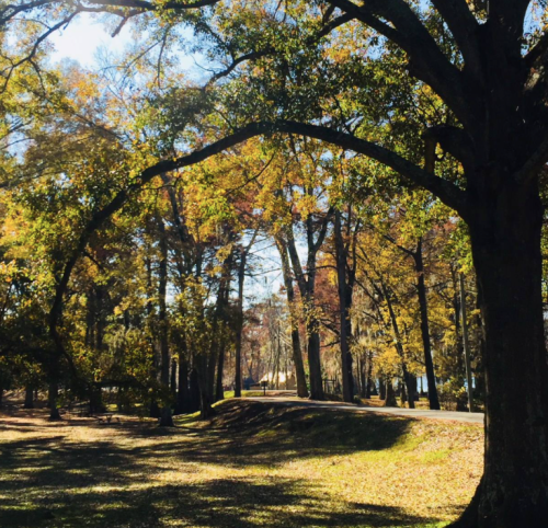 A serene park scene with tall trees and autumn foliage, sunlight filtering through the leaves, and a winding path.
